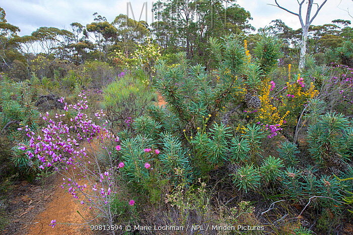 Kwongan, Western Australia, Wheatbelt, Dryandra forest , September 2018