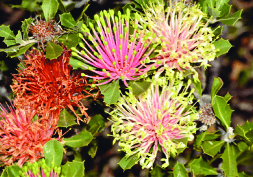 Banksia cuneata is a rare and threatened kwongan species. It occurs in only 13 small populations over a range of 110 km in a highly-fragmented landscape. Photo: Jean Hort.