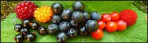 Salal, the Cascadia Food Institute logo