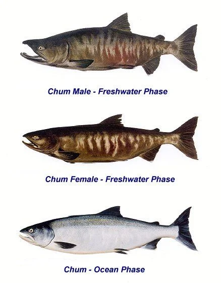    Oncorhynchus keta   