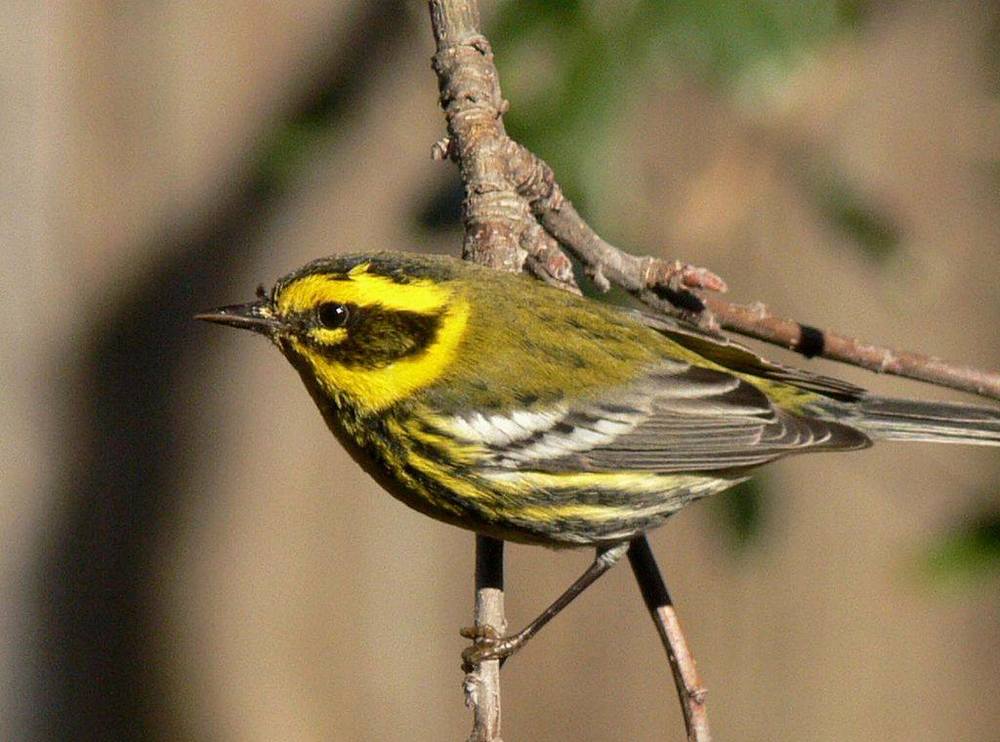  Male Townsend's Warbler from  Small Wild Bird Clinic  