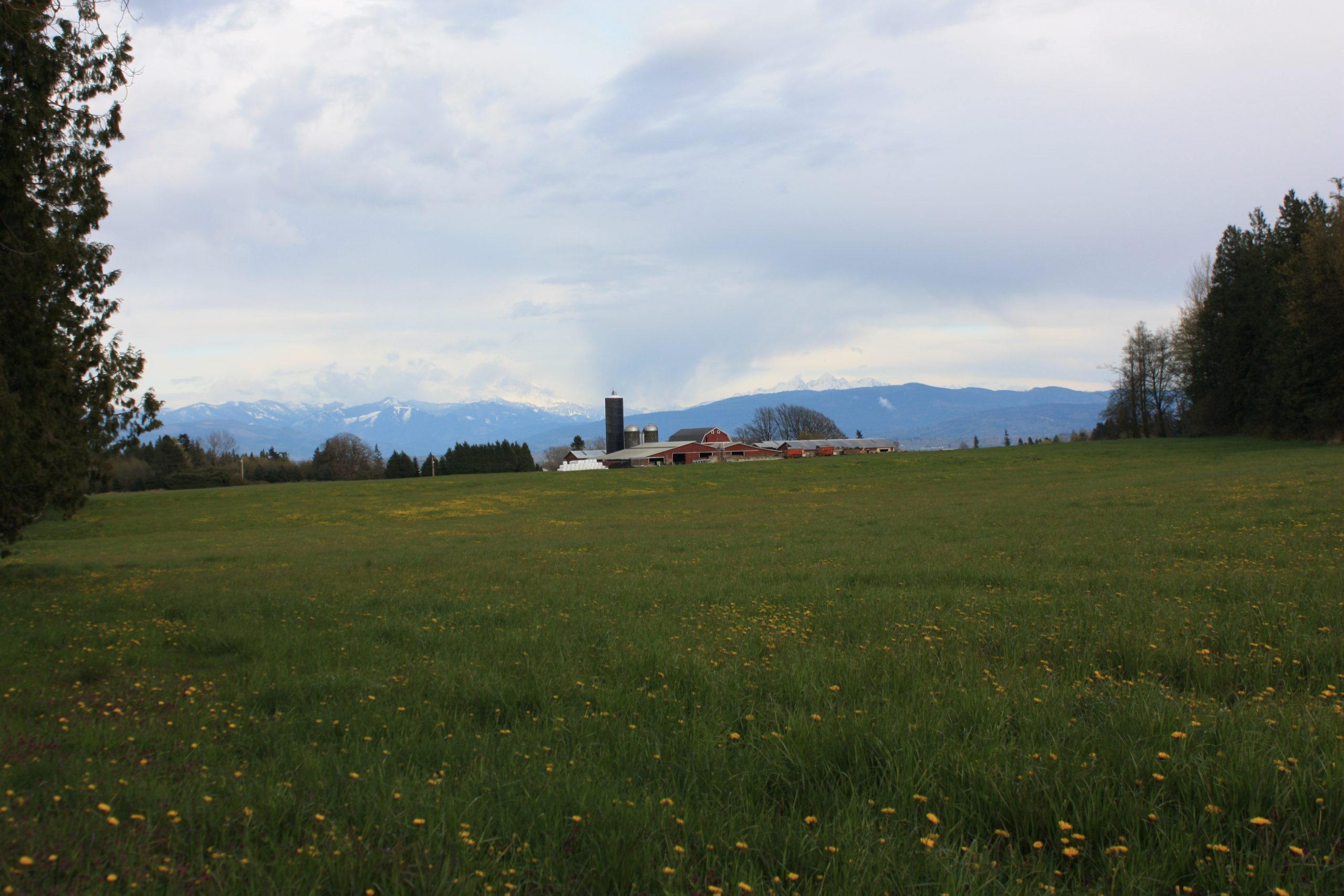 A farm with a red barn and silos beyond a green pasture, with snowy mountains in the distance in Whatcom County, Washington.