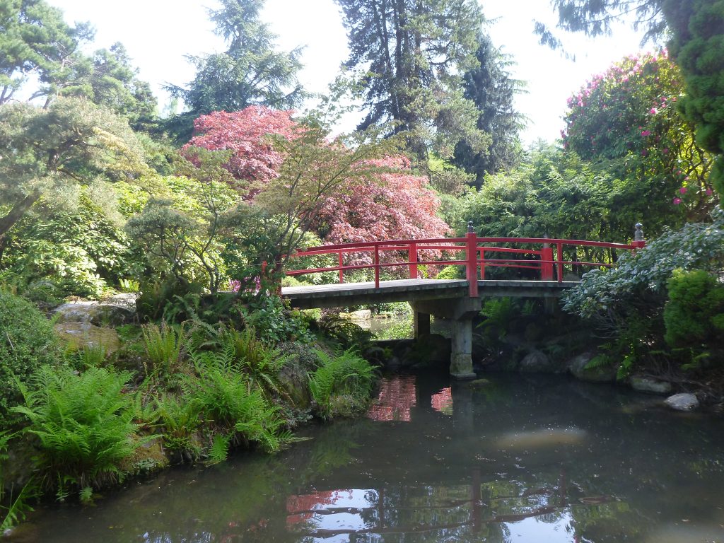 A red arched wooden bridge over a still pond in Kubota Garden, Seattle, surrounded by ferns, maples, and rhododendrons.