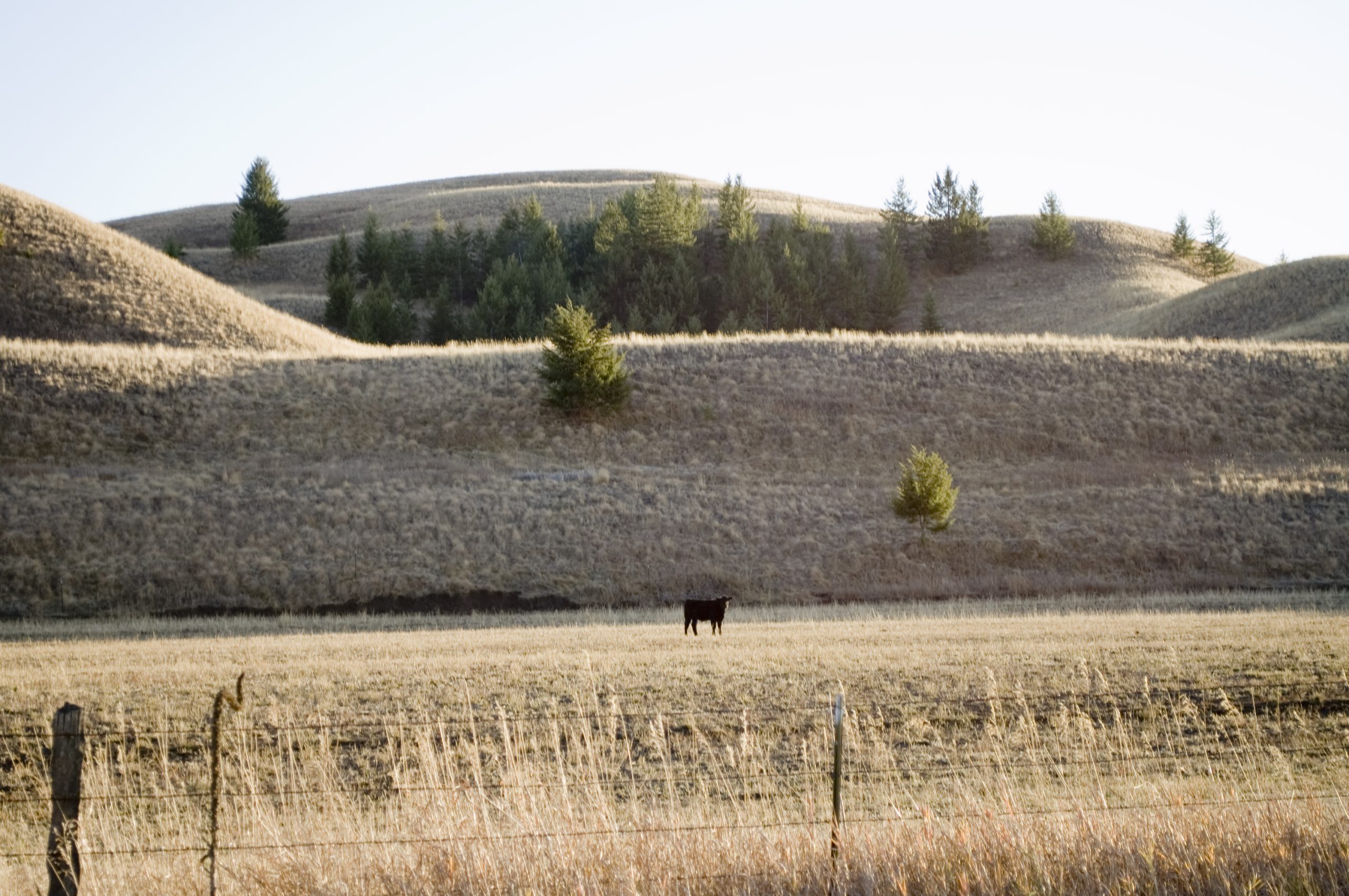 A lone cow stands in a golden pasture beneath rolling grass hills near Chesaw in the Okanogan Highlands of Washington.